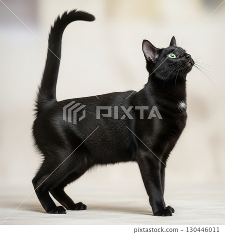 Portrait of a black cat standing against a white background | Pets and Animals Stock Photos Cat Encyclopedia 130446011