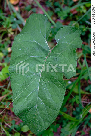 A large burdock leaf with irregular edges lies among other plants and leaf litter on the forest floor, basking in the sunlight A large burdock leaf with irregular edges lies among other plants and leaf litter on the forest floor, basking in the sunlight 130446064