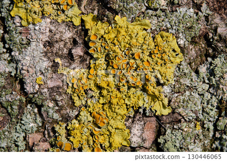 A close up shows light yellow and grey green lichen growing in patches on rough and textured tree bark on a sunny day A close up shows light yellow and grey green lichen growing in patches on rough and textured tree bark on a sunny day 130446065