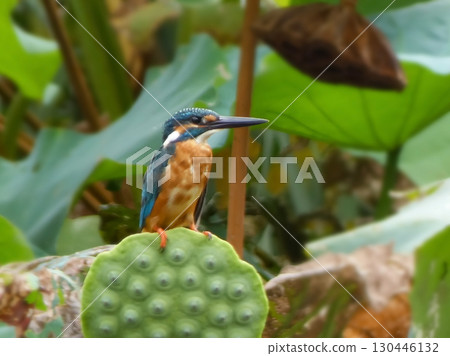 Kingfisher perching on a lotus 130446132