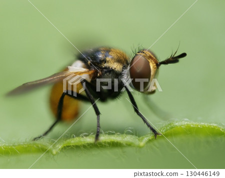 一隻(可能是)平頭寄生蠅的特寫,側面 一隻(可能是)平頭寄生蠅的特寫,側面 130446149