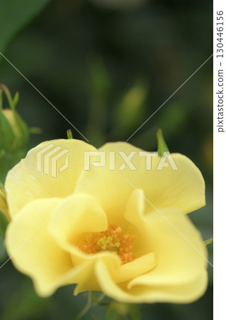 Yellow roses blooming in the rose garden 130446156