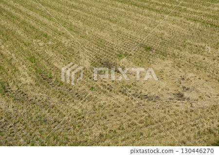 Rice field August after rice harvest Rice field August after rice harvest 130446270
