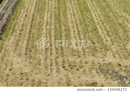 八月稻收後稻田 130446272