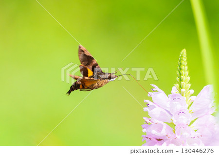 Houjaku sucking nectar from flowers 130446276