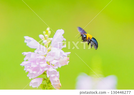 A carpenter bee has flown to the flowers of the loosestrife A carpenter bee has flown to the flowers of the loosestrife 130446277