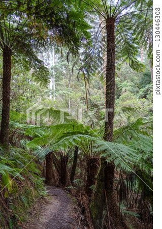 Hiking trail in forest along Cumberland River to Kalimna Falls, Great Ocean Road, Australia Hiking trail in forest along Cumberland River to Kalimna Falls, Great Ocean Road, Australia 130446308