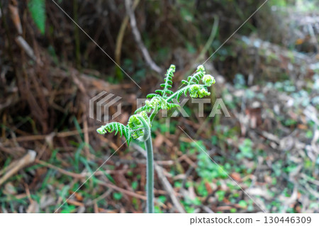 Young curled fern frond growing in a lush green forest environment Young curled fern frond growing in a lush green forest environment 130446309