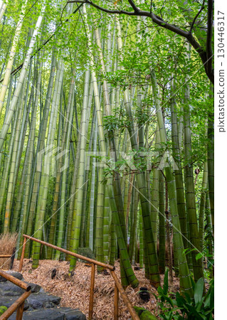 Bamboo forest at Hokoku-ji Shrine in Kamakura, Japan Bamboo forest at Hokoku-ji Shrine in Kamakura, Japan 130446317