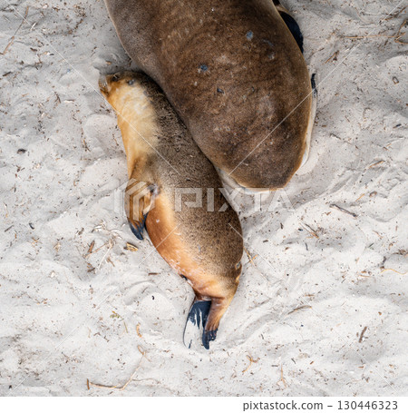 Baby sea lion resting with mother at Seal Bay, Kangaroo Island, Australia 130446323