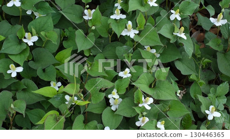 Dokudami flower Dokudami flower 130446365