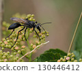 Black burrowing wasp on a Cayenne flower 130446412