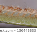 I split open the stem on which the Chinese grasshopper butterfly had laid eggs and looked at the eggs. If you rotate it 90 degrees to the right, they will be facing downwards. 130446633
