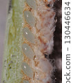 I split open the stem where the Chinese grasshopper moth had laid eggs and looked at the eggs. 130446634