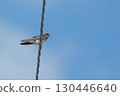 A swallow was perched on the electric wire 130446640