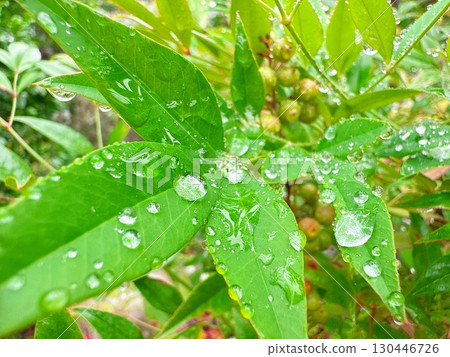 Wet green leaves and transparent drops after the rain 130446726