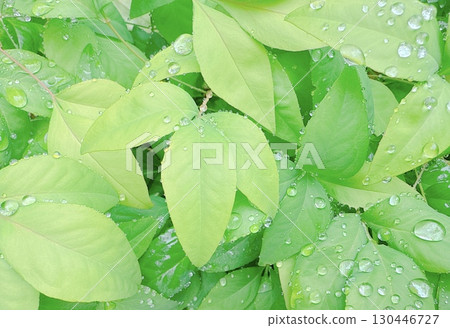 Water droplets and drops on bright green leaves Water droplets and drops on bright green leaves 130446727