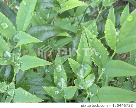 雨後濕潤的綠葉和透明的水滴 130446728