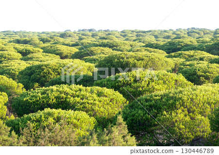 Lush green forest canopy under a bright sky. 130446789