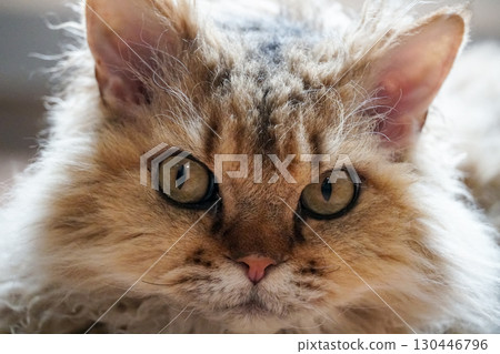 Close-up of a Selkirk Rex, 2 years old, looking at camera Close-up of a Selkirk Rex, 2 years old, looking at camera 130446796