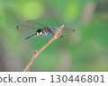Dragonfly that fits in branches 130446801