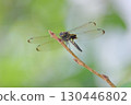 Dragonfly that fits in branches 130446802