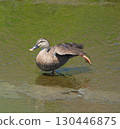 A spot-billed duck stretching on its shoulders 130446875