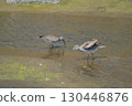 The scene where the red-legged sandpiper flinched 130446876