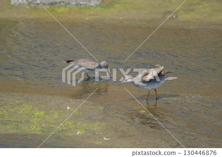 The scene where the red-legged sandpiper flinched 130446876