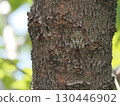 A cicada chirping on the trunk of a cherry tree 130446902