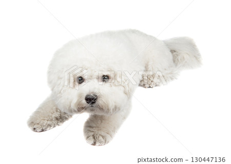 Bichon Frise puppy. Dog isolated on a white background. White dog. Bichon Frise puppy. Dog isolated on a white background. White dog. 130447136