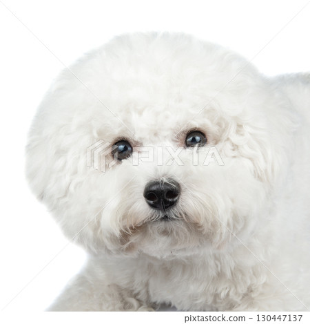 Bichon Frise puppy. Dog isolated on a white background. White dog. Bichon Frise puppy. Dog isolated on a white background. White dog. 130447137