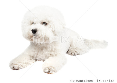 Bichon Frise puppy. Dog isolated on a white background. White dog. 130447138