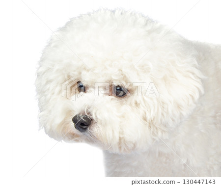Bichon Frise puppy. Dog isolated on a white background. White dog. Bichon Frise puppy. Dog isolated on a white background. White dog. 130447143