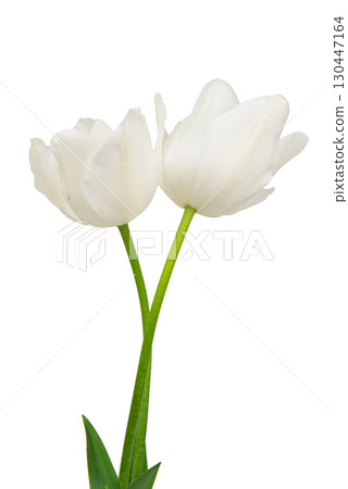 tulip flower isolated on white background. Beautiful composition for advertising and packaging design in the garden business. 130447164