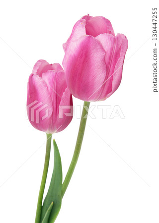 Tulip isolated on white background. Clipping path Tulip isolated on white background. Clipping path 130447255