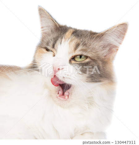 Bright longhair multicolor cat portrait isolated on the white background Bright longhair multicolor cat portrait isolated on the white background 130447311