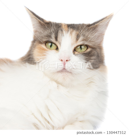 Bright longhair multicolor cat portrait isolated on the white background Bright longhair multicolor cat portrait isolated on the white background 130447312