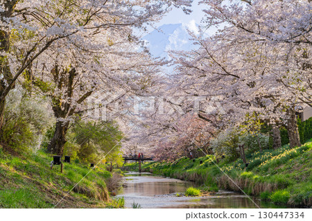 [Yamanashi Prefecture] Cherry blossoms along the Shinnasho River in Oshino Village and Mount Fuji 130447334