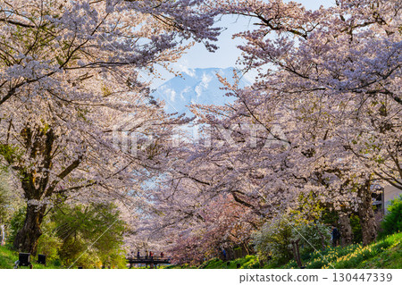 [Yamanashi Prefecture] Cherry blossoms along the Shinnasho River in Oshino Village and Mount Fuji 130447339
