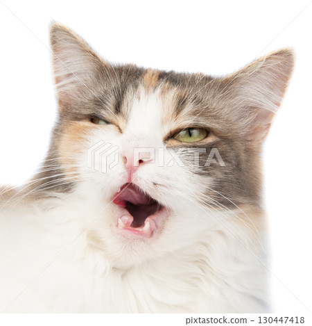 Fluffy long hair cat sitting isolated on the white background 130447418