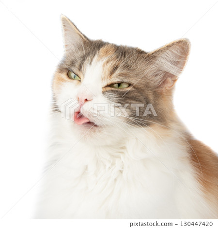 Fluffy long hair cat sitting isolated on the white background 130447420