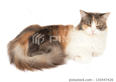 Fluffy long hair cat sitting isolated on the white background Fluffy long hair cat sitting isolated on the white background 130447426