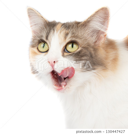 Fluffy long hair cat sitting isolated on the white background Fluffy long hair cat sitting isolated on the white background 130447427