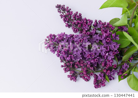 Branch of beautiful lilac flowers on monochrome surface 130447441