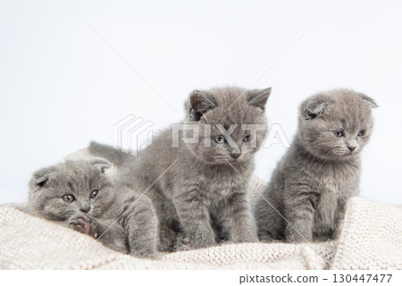 little british short hair blue kittens beautiful funny on white background 130447477