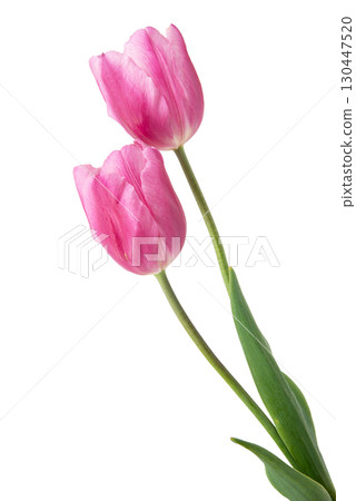 spring flowers tulips isolated on white background spring flowers tulips isolated on white background 130447520