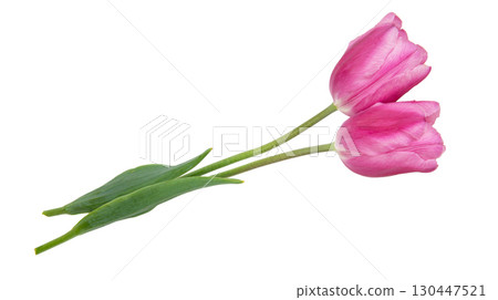 spring flowers tulips isolated on white background spring flowers tulips isolated on white background 130447521