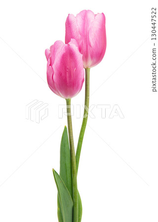 spring flowers tulips isolated on white background spring flowers tulips isolated on white background 130447522