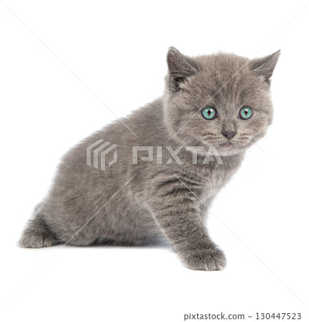 Gray Scottish Fold Cat sits on white background . A playful kitten. Gray Scottish Fold Cat sits on white background . A playful kitten. 130447523